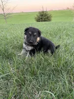 Tan, a female German Shepherd Dog for sale in Iowa City, IA – Photo 1 of 3