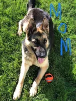 Tan, a female German Shepherd Dog for sale in Iowa City, IA – Photo 3 of 3