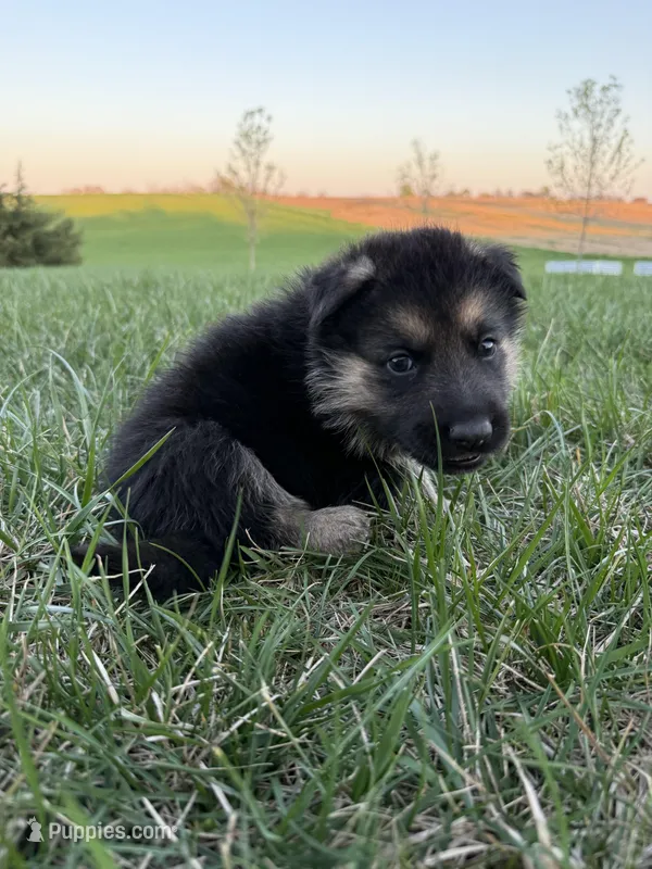 Orange – German Shepherd Dog puppy on hold in Iowa City, IA