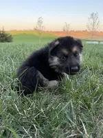 Orange, a male German Shepherd Dog for sale in Iowa City, IA – Photo 1 of 3