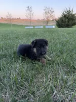 Teal, a female German Shepherd Dog for sale in Iowa City, IA – Photo 3 of 5