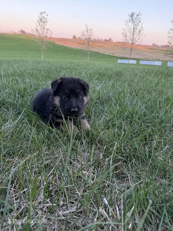 Teal – German Shepherd Dog puppy on hold in Iowa City, IA