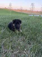 Teal, a female German Shepherd Dog for sale in Iowa City, IA – Photo 1 of 5
