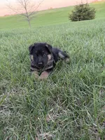 Teal, a female German Shepherd Dog for sale in Iowa City, IA – Photo 2 of 5