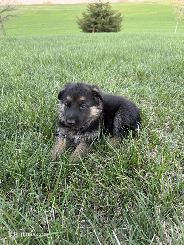 Neon – German Shepherd Dog puppy for sale in Iowa City, IA