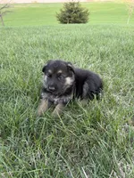 Neon, a female German Shepherd Dog for sale in Iowa City, IA – Photo 1 of 4