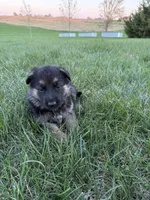 Neon, a female German Shepherd Dog for sale in Iowa City, IA – Photo 2 of 4