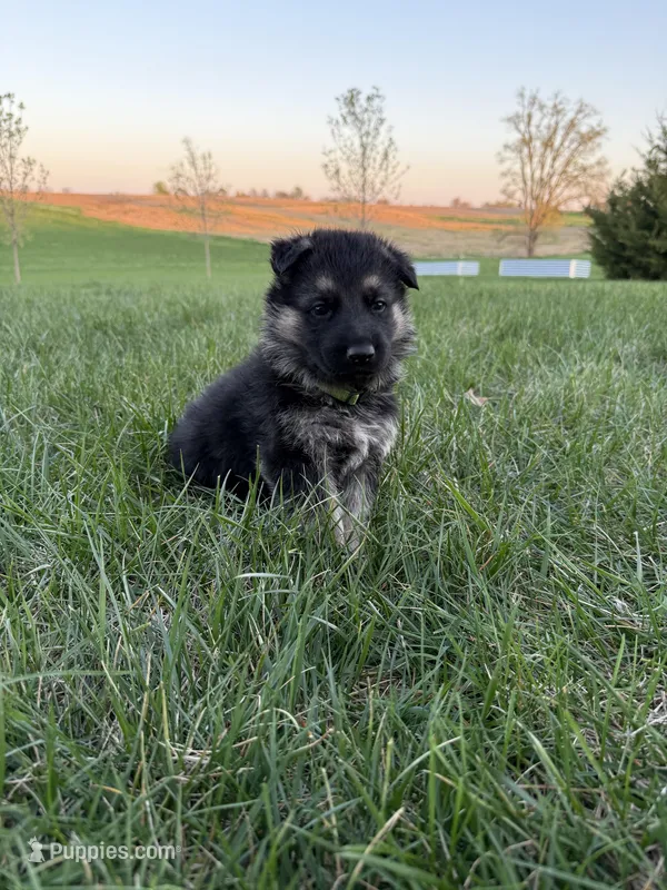 Green – German Shepherd Dog puppy on hold in Iowa City, IA