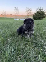 Yellow, a female German Shepherd Dog for sale in Iowa City, IA – Photo 2 of 4