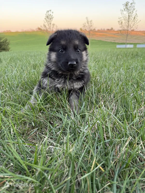 Yellow – German Shepherd Dog puppy for sale in Iowa City, IA
