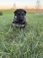 Yellow, a female German Shepherd Dog for sale in Iowa City, IA – Photo 1 of 4