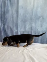Jill, a female Miniature Dachshund for sale in Millersburg, OH – 10 of 10