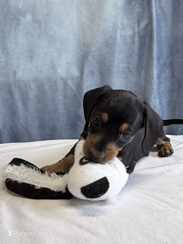 Jack – Miniature Dachshund puppy for sale in Millersburg, OH