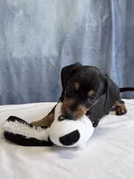 Jack, a male Miniature Dachshund for sale in Millersburg, OH – 1 of 10