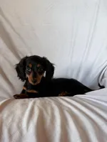 Rocky, a male Miniature Dachshund for sale in Millersburg, OH – Photo 8 of 10