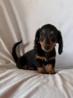 Rocky, a male Miniature Dachshund for sale in Millersburg, OH – Photo 10 of 10