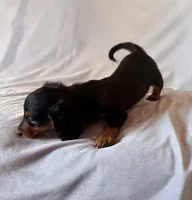 Rocky, a male Miniature Dachshund for sale in Millersburg, OH – Photo 9 of 10