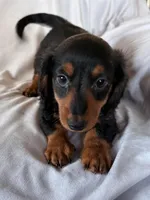 Rocky, a male Miniature Dachshund for sale in Millersburg, OH – Photo 5 of 10