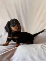 Rocky, a male Miniature Dachshund for sale in Millersburg, OH – Photo 6 of 10