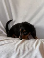 Rocky, a male Miniature Dachshund for sale in Millersburg, OH – Photo 3 of 10