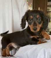 Rocky, a male Miniature Dachshund for sale in Millersburg, OH – Photo 1 of 10
