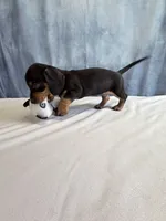 Jack, a male Miniature Dachshund for sale in Millersburg, OH – 7 of 10