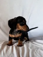 Joy, a female Miniature Dachshund for sale in Millersburg, OH – Photo 4 of 9