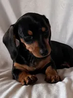 Joy, a female Miniature Dachshund for sale in Millersburg, OH – Photo 7 of 9