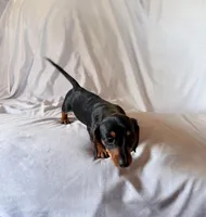 Joy, a female Miniature Dachshund for sale in Millersburg, OH – Photo 6 of 9