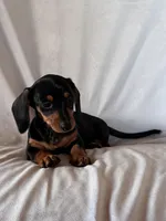 Joy, a female Miniature Dachshund for sale in Millersburg, OH – Photo 1 of 9