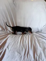 Joy, a female Miniature Dachshund for sale in Millersburg, OH – Photo 8 of 9