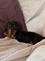 Joy, a female Miniature Dachshund for sale in Millersburg, OH – Photo 2 of 9