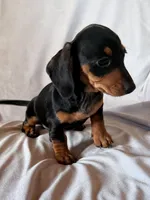 Joy, a female Miniature Dachshund for sale in Millersburg, OH – Photo 5 of 9