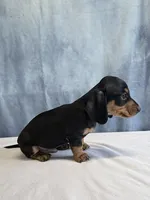 Jack, a male Miniature Dachshund for sale in Millersburg, OH – 3 of 10