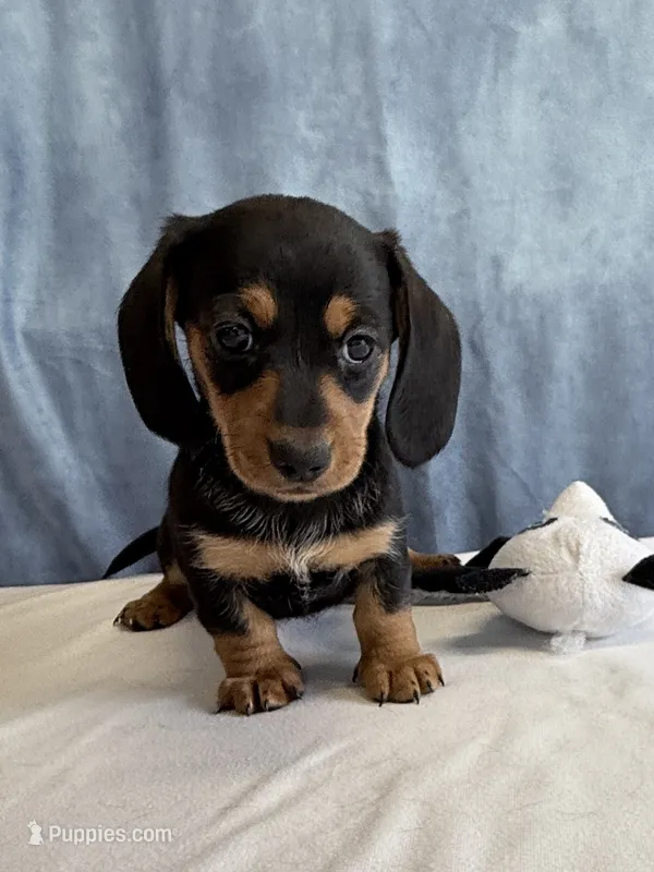 Jill – Miniature Dachshund puppy for sale in Millersburg, OH