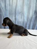 Jack, a male Miniature Dachshund for sale in Millersburg, OH – 5 of 10