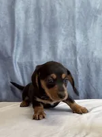 Jill, a female Miniature Dachshund for sale in Millersburg, OH – 9 of 10