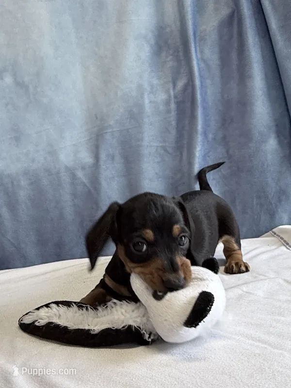 Jack – Miniature Dachshund puppy for sale in Millersburg, OH
