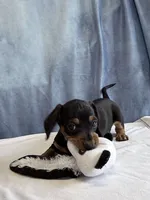 Jack, a male Miniature Dachshund for sale in Millersburg, OH – 2 of 10