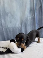 Jack, a male Miniature Dachshund for sale in Millersburg, OH – 8 of 10