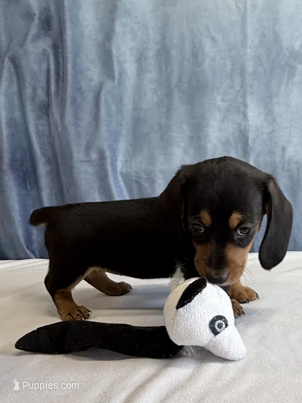 Jill – Miniature Dachshund puppy for sale in Millersburg, OH