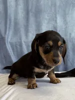 Jill, a female Miniature Dachshund for sale in Millersburg, OH – 7 of 10