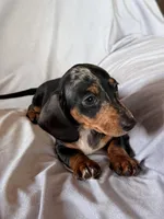 Wanda, a female Miniature Dachshund for sale in Millersburg, OH – Photo 6 of 10