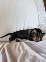 Wanda, a female Miniature Dachshund for sale in Millersburg, OH – Photo 8 of 10
