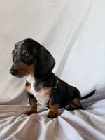 Wanda, a female Miniature Dachshund for sale in Millersburg, OH – Photo 4 of 10