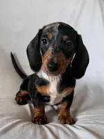 Wanda, a female Miniature Dachshund for sale in Millersburg, OH – Photo 1 of 10