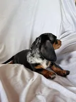 Wanda, a female Miniature Dachshund for sale in Millersburg, OH – Photo 3 of 10