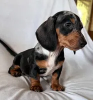 Wanda, a female Miniature Dachshund for sale in Millersburg, OH – Photo 2 of 10