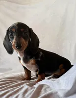 Wanda, a female Miniature Dachshund for sale in Millersburg, OH – Photo 7 of 10