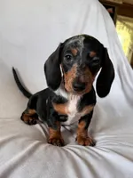 Wanda, a female Miniature Dachshund for sale in Millersburg, OH – Photo 10 of 10